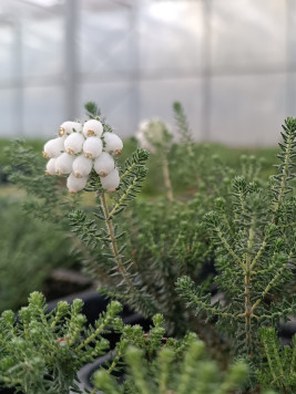 Vřesovec čtyřřadý 'Alba Praecox'