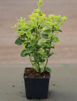 Brslen Fortuneův 'Canadale Gold'