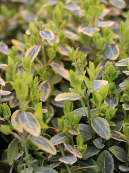 Brslen Fortuneův 'Emerald'n Gold'