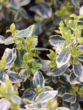 Brslen fortuneův 'Silver Queen'