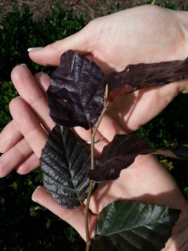 Červený buk lesní