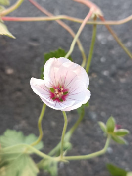 Kakost 'Coombland White'