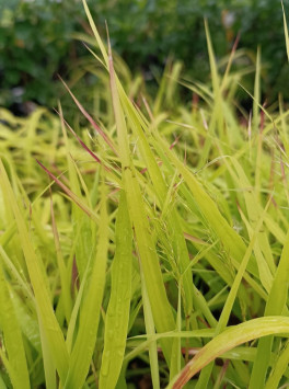 Rákosovka velká 'Sunflare´