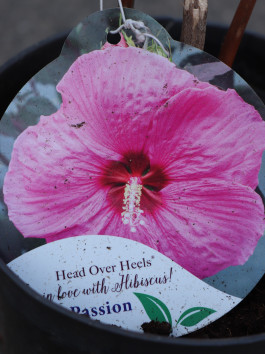 Ibišek bahenní ´Head Over Heels Passion´