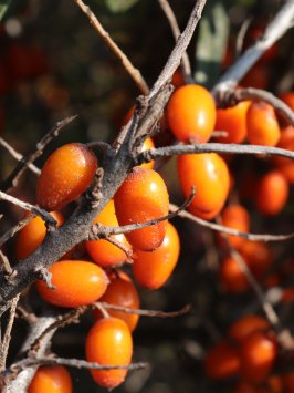 Rakytník řešetlákový 'Ananasná'