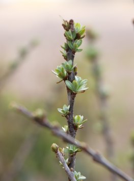 Rakytník řešetlákový samčí 'Pollmix'