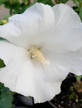 Ibišek syrský 'Eleonore´®