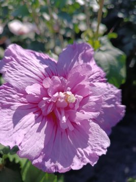 Ibišek syrský 'Lavender Chiffon'