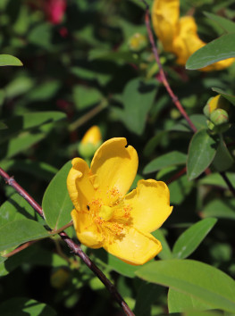 Třezalka rozkladitá 'Hidcote'