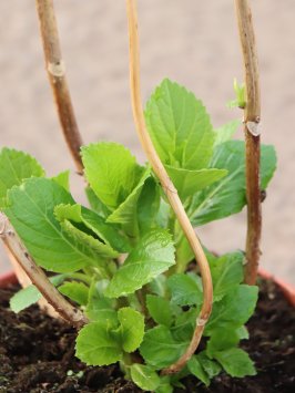 Hortenzie velkolistá 'Peppermint'