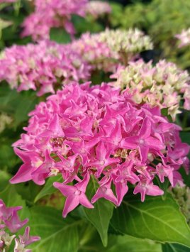 Hortenzie velkolistá 'Tovelit'