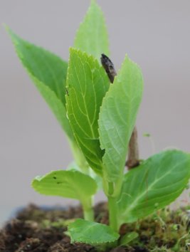 Hortenzie velkolistá 'You and Me® Forever'