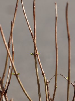 Hortenzie latnatá 'Hercules'