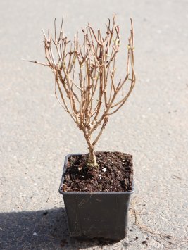 Hortenzie latnatá 'Petite Cherry'