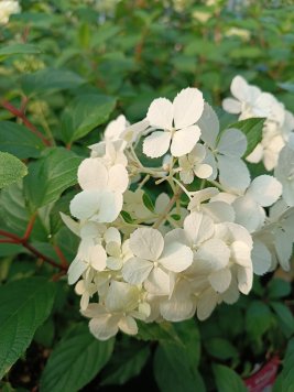 Hortenzie latnatá 'Sundae Fraise'