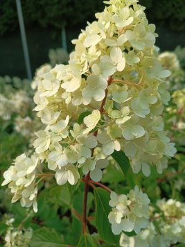 Hortenzie latnatá 'Vanille Fraise'