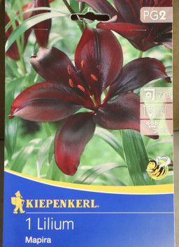 Lilie 'Mapira'