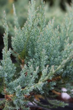 Jalovec poléhavý 'Blue Chip'