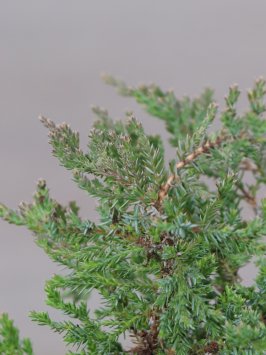 Jalovec poléhavý 'Prince of Wales'