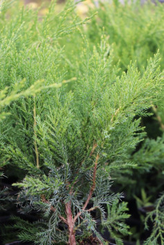 Jalovec Pfitzerův 'Mint Julep'