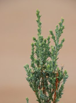 Jalovec skalní 'Blue Arrow'