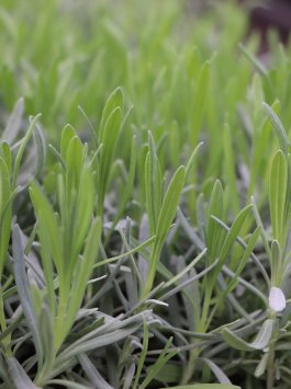 Levandule prostřední 'Dutch´