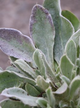 Kohoutek věncový 'Alba'