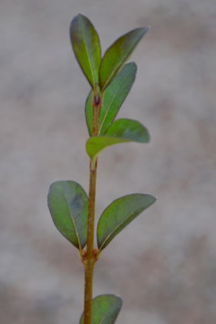 Ptačí zob obecný 'Lodense'