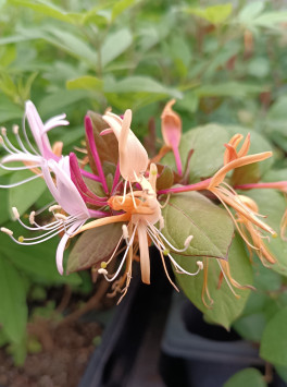 Zimolez japonský 'Chinensis'