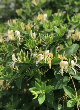 Zimolez japonský 'Hall´s Prolific´