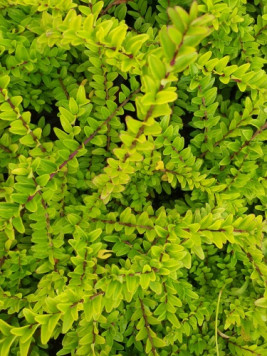 Zimolez lesklý 'Maigrun'