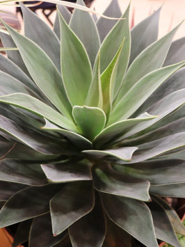 Mangave ´Lavender Lady´