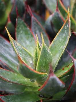 Mangave ´Praying Hands´