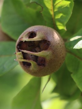 Mišpule obecná 'Holandská'