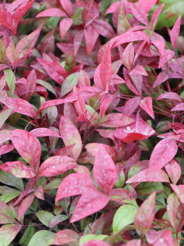 Nandina domácí 'Blush Pink' ®
