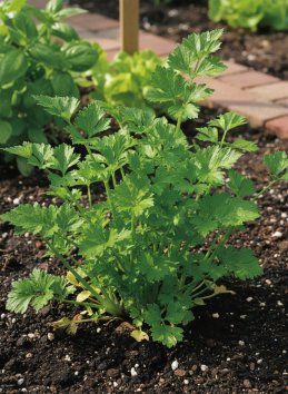 Celer listový jemný