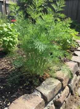 Kopr vonný 'Oliver'