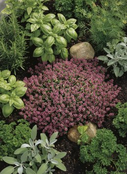 Mateřídouška obecná