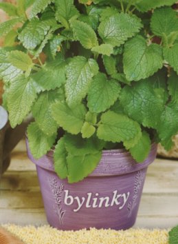 Meduňka lékařská