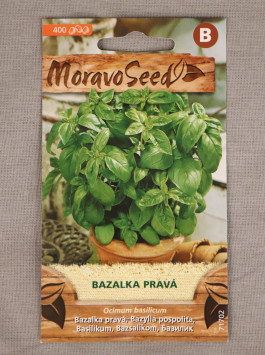 Bazalka pravá zelená