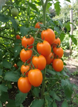 Rajče tyčkové 'Orano'