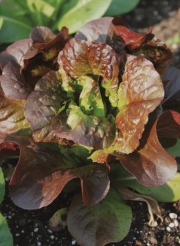 Salát římský 'Galba'