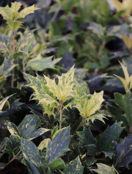 Vonokvětka různolistá 'Goshiki'