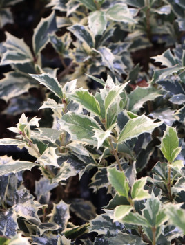 Vonokvětka různolistá 'Variegatus'