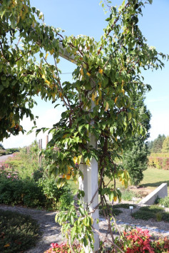 Aktinidie význačná (kiwi) 'Ken´s Red'