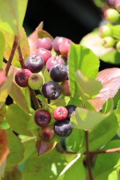 Jeřáb černoplodý Arónie 'Hugin'