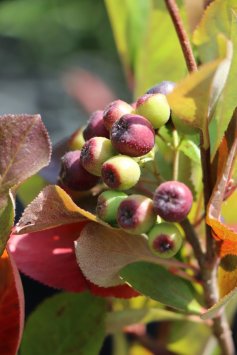 Jeřáb černoplodý Arónie 'Viking' - velkoplodý