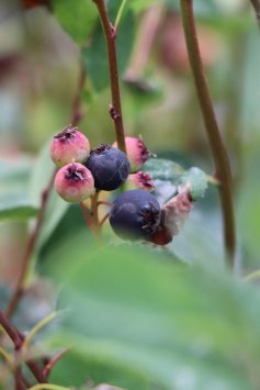 Muchovník olšolistý 'Honeywood'