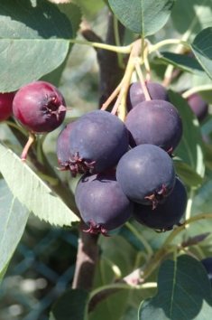 Muchovník olšolistý 'Martin'