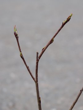 Jeřáb černoplodý Arónie 'Nero' - velkoplodý